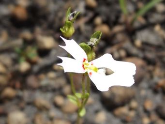 tn_stylidium_calcaratumdscf1240.jpg