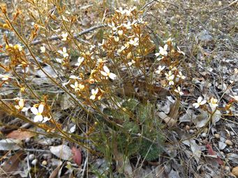 tn_stylidium_ciliatumdscf5966.jpg