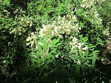 227_chamaecytisus_palmensis_tagasaste_img_2904.jpg