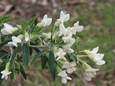 227_chamaecytisus_palmensis_tagasaste_img_3834.jpg