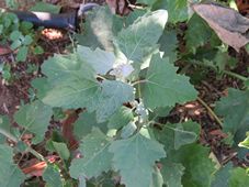 227_chenopodium_album_img_7060.jpg