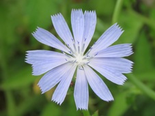 227_cichorium_intybus__chicory_img_1053c.jpg