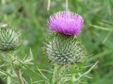 227_cirsium_vulgare_img_4703c.jpg