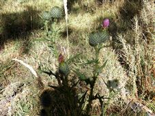 227_cirsium_vulgare_scotch_thistle_dscf1829c.jpg