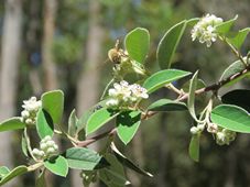 227_cotoneaster_img_0210.jpg