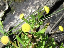 227_cotula_coronopifolia_img_5990c.jpg