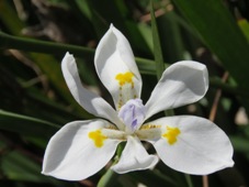 227_dietes_grandiflora_img_6971.jpg