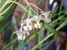 227_gomphocarpus_fruticosus_flowers.jpg