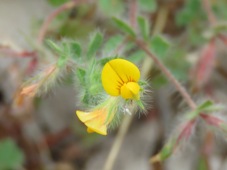 227_lotus_subbiflorus_hairy_birdsfoot_trefoil_img_4900c.jpg