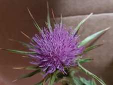 227_silybum_marianum_flower_c.jpg