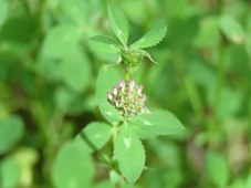 227_trifolium_glomeratum_img_4364c.jpg