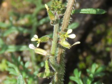 227_weed_carrichtera_annua_w_img_8694c_seed_pods.jpg