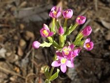 asmtcwildflowersutoz011003.jpg